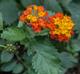 Lantana camara